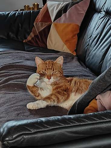 Eine entspannte orange-weiße Katze faulenzt auf einem schwarzen Ledersofa, den Kopf auf die Pfote gestützt, im Hintergrund bunte geometrische Kissen. Gemütliche Atmosphäre.