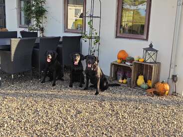 Drei schwarze Labrador-Hunde sitzen auf Kies vor einem Haus, das mit Herbstdekorationen wie Kürbissen, Flaschenkürbissen und einer Laterne geschmückt ist; in der Nähe befindet sich ein Essbereich im Freien.
