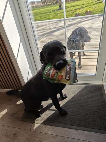 Ein schwarzer Hund sitzt drinnen neben einer Glastür und hält eine Tüte mit Leckerlis im Maul, während ein anderer schwarzer Hund draußen auf der Terrasse erwartungsvoll wartet.