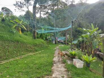 Ein brauner Hund läuft einen Steinweg entlang, umgeben von üppigem Grün, Bananenbäumen, Topfpflanzen und über ihm gespannten Netzen, was eine friedliche, natürliche Atmosphäre schafft.