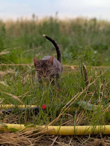 Eine neugierige grau getigerte Katze streift durch hohes grünes Gras, mit Schläuchen auf dem Boden und einem verschwommenen Feld im Hintergrund unter einem bewölkten Himmel.