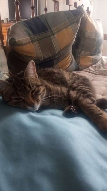 Eine getigerte Katze schläft friedlich auf einer blauen Decke vor großen karierten Kissen und fängt eine gemütliche und warme Atmosphäre in einem komfortablen Zuhause ein.