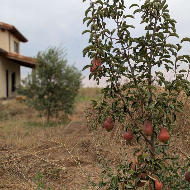 Ein kleiner Birnbaum mit reifen roten Birnen steht auf einem trockenen, grasbewachsenen Gelände. Im Hintergrund sind ein Haus und ein weiterer grüner Strauch zu sehen.