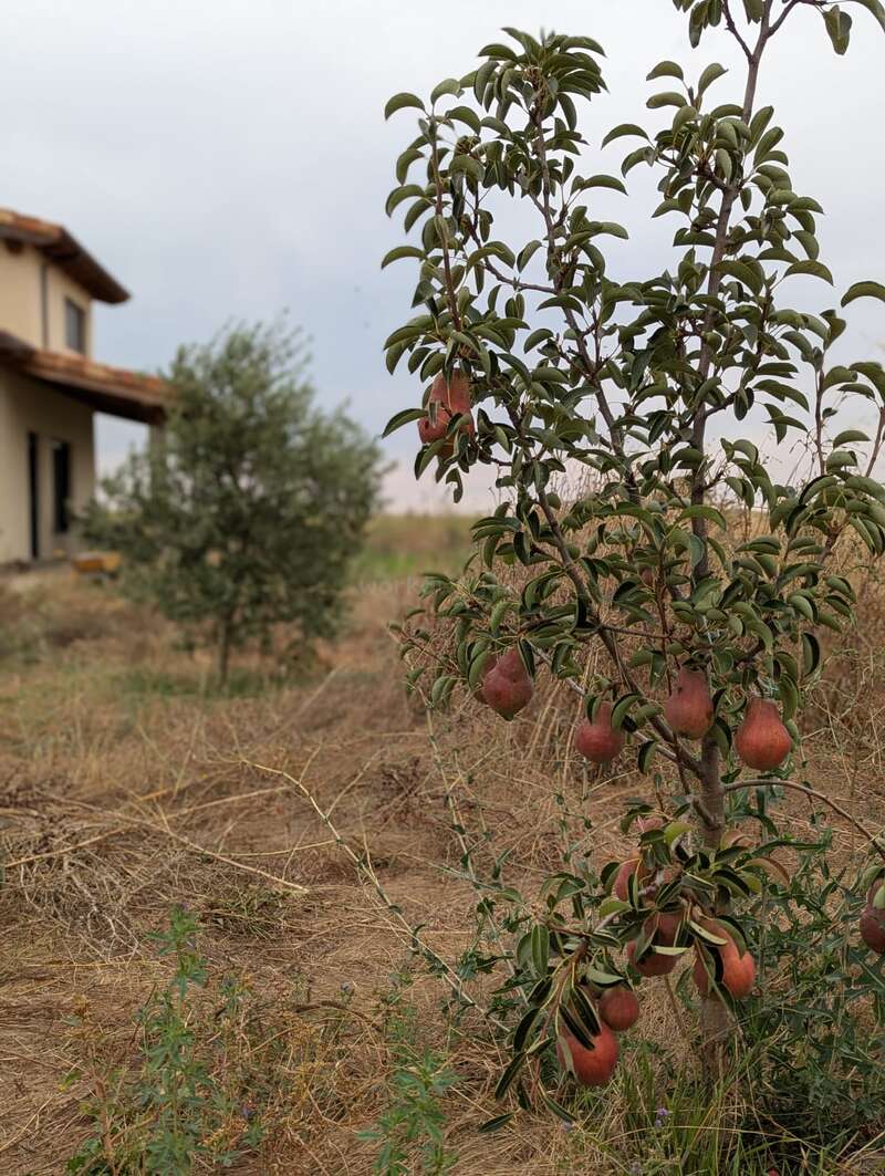Uma pequena pereira carregada de peras vermelhas maduras fica em um terreno seco e gramado. Ao fundo, há uma casa e outro arbusto verde.