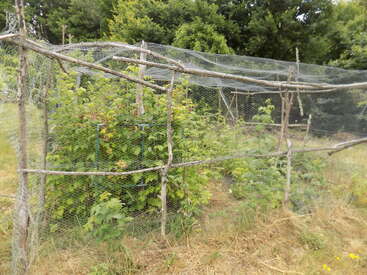 This image shows a rustic garden enclosure made of wooden poles and wire mesh, protecting green plants. The area is surrounded by grass and dense, leafy trees.