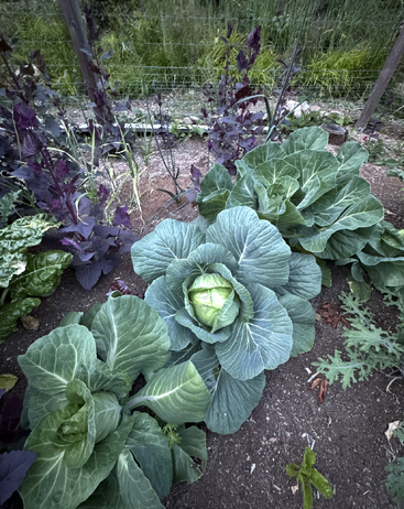 This image shows a garden bed with healthy cabbages surrounded by leafy greens and purple plants, all growing in rich soil, enclosed by a wire fence.