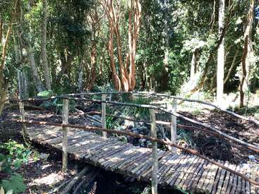 Un rústico puente de madera hecho de troncos cruza un pequeño arroyo en un bosque iluminado por el sol, rodeado de árboles altos y frondosos y de un denso follaje verde.
