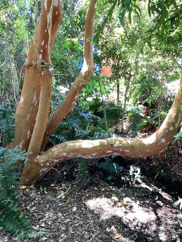 Esta imagen muestra un bosque iluminado por el sol, con un árbol de corteza lisa y curvada, rodeado de helechos y exuberante follaje verde, que crea un apacible entorno natural.