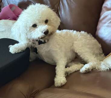 Ein flauschiger weißer Hund liegt gemütlich auf einem braunen Ledersofa und hat eine Pfote auf einem schwarzen Kissen abgelegt. Im Hintergrund sind Kissen und ein rosa Gegenstand zu sehen.