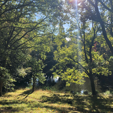 Das Bild zeigt eine ruhige Waldszene mit einem Teich im Hintergrund, umgeben von üppigem Grün und Bäumen, die in Sonnenlicht getaucht sind.