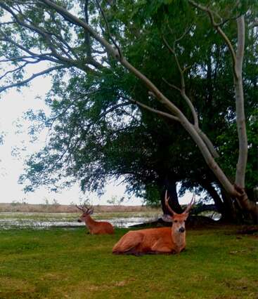 Dos ciervos con cornamenta reposan apaciblemente sobre la hierba verde bajo un árbol en expansión. Al fondo, el agua y el paisaje abierto crean una escena tranquila y natural.