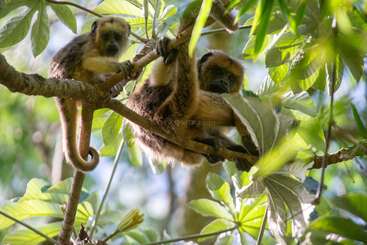 Dos monos descansan sobre las ramas en medio de exuberantes hojas verdes, la luz del sol se cuela por el dosel, resaltando su pelaje mientras observan su entorno en el apacible bosque.