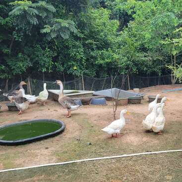 Eine Gruppe von Enten und Gänsen durchstreift einen Bauernhof mit schlammigem Boden, flachen Wasserlachen und dichtem grünen Laub im Hintergrund, umgeben von einem Zaun.