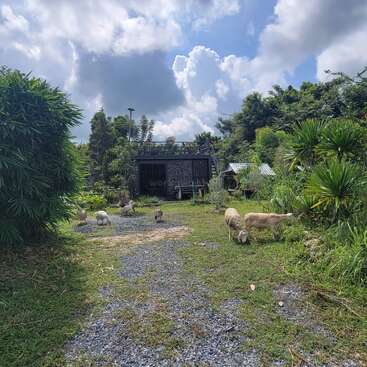 A group of sheep graze peacefully on green grass near a rustic building, surrounded by lush vegetation, under a bright sky with fluffy clouds.