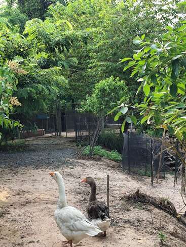 Dois gansos estão em um terreno arenoso, rodeados por árvores e plantas verdejantes em um jardim rural. Um caminho leva mais adiante nesse cenário tranquilo e natural.