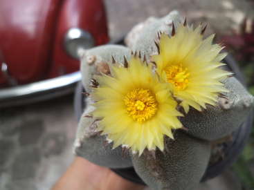 La imagen muestra una mano que sostiene un cactus con una vibrante flor amarilla, sobre un fondo borroso en el que se ve un coche rojo y una superficie gris.