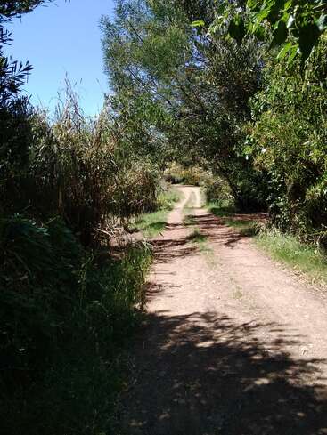 A dirt path winds through lush greenery and tall grasses under a bright blue sky, with sunlight casting shadows from overhanging trees along the trail.
