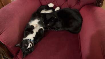 Dos adorables gatos, uno blanco y negro y el otro completamente negro, se acurrucan juntos en una silla de felpa de color rojo intenso, con aspecto acogedor y relajado.