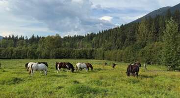 Un apacible prado verde con varios caballos pastando, rodeado de un denso bosque y ondulantes colinas. Un cielo parcialmente nublado completa la tranquila escena de paisaje natural.