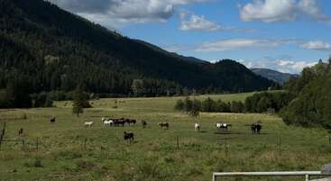 Un apacible valle verde con varios caballos pastando bajo un cielo parcialmente nublado. Montañas boscosas rodean el campo, creando una escena paisajística serena y natural.