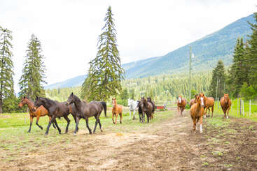Un grupo de caballos corre libremente por un campo abierto rodeado de árboles altos, hierba verde y montañas majestuosas bajo un cielo brillante y ligeramente nublado.