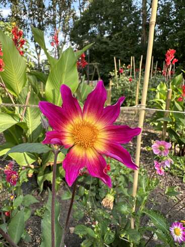 Une fleur éclatante de couleur magenta et jaune s'épanouit dans un jardin luxuriant, entourée de feuilles vertes, de tiges de bambou et d'autres fleurs colorées sous un ciel bleu.