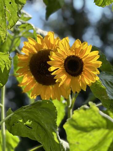 Deux tournesols éclatants se dressent fièrement parmi des feuilles vertes luxuriantes, illuminés par la lumière du soleil. L'arrière-plan est flou, ce qui fait ressortir les pétales vibrants et les couleurs riches.