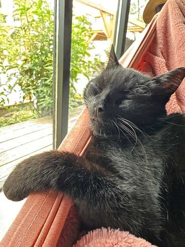 Un chat noir dort paisiblement dans un hamac près d'une fenêtre, baigné de lumière naturelle, entouré de verdure et de couvertures douillettes et rosées. La détente à l'état pur.