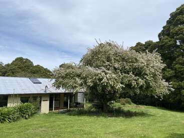 Ein großer, blühender Baum steht in einem grünen, grasbewachsenen Garten neben einem bescheidenen Haus mit Blechdach, umgeben von üppigem Grün und unter einem teilweise bewölkten Himmel.