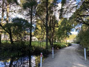 Ein ruhiger Feldweg schlängelt sich durch einen sonnenbeschienenen Wald. Die Bäume werfen sanfte Schatten, und in der Nähe spiegelt sich das Grün im Wasser eines Teiches. Weiße Markierungspfosten säumen den schmalen Weg.