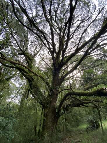 Ein großer, uralter Baum ragt hoch in einen üppigen Wald hinein, seine breiten Äste sind mit Moos und Farnen bewachsen, umgeben von dichtem Grün und sanftem Licht.