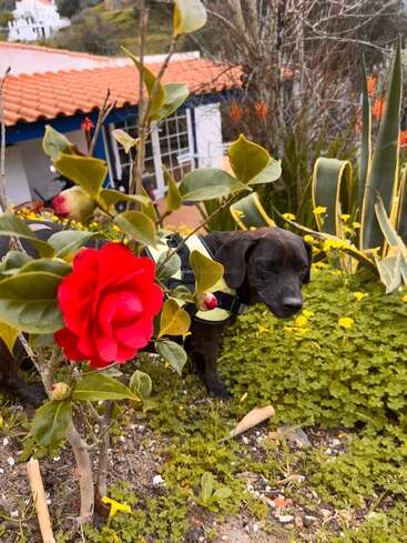 Um cachorrinho preto com um arnês está em meio a plantas verdes, flores amarelas e uma camélia vermelha em plena floração, com uma casa e um jardim ao fundo.