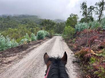 Vê-se a cabeça de um cavalo vista de trás, seguindo por uma estrada de terra sinuosa que atravessa uma floresta verdejante, com montanhas enevoadas ao fundo. Um cenário tranquilo.