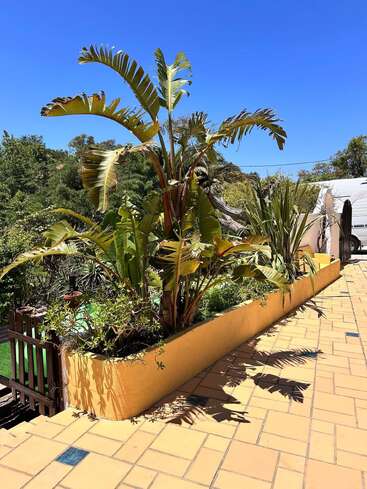 Um pátio ao ar livre animado e ensolarado tem um vaso amarelo cheio de plantas tropicais altas. O céu azul, o piso de azulejos e a vegetação exuberante criam um clima relaxante e de verão.