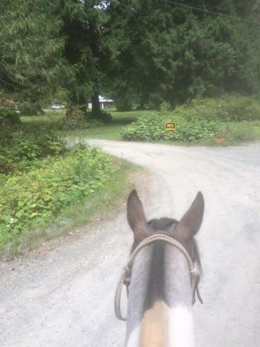 A imagem mostra a parte de trás da cabeça de um cavalo, com uma estrada de terra e árvores ao fundo, e uma placa "no" ao lado da estrada.