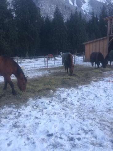 A imagem retrata uma cena serena de inverno com quatro cavalos pastando em um campo nevado, com um celeiro de madeira e uma cerca de metal ao fundo, em um majestoso cenário montanhoso.