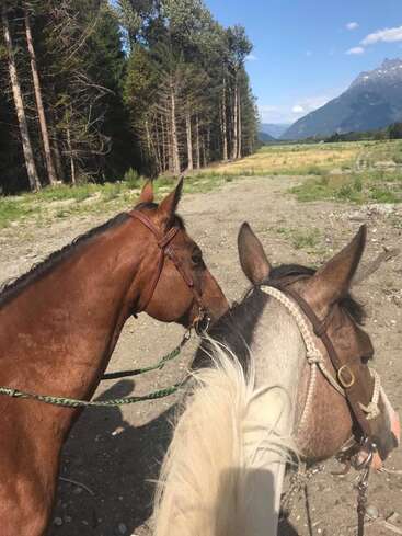 A imagem mostra dois cavalos parados em um campo, de costas para a câmera, com árvores e montanhas visíveis ao fundo em um dia ensolarado.