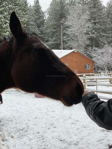 A imagem mostra um cavalo marrom em um campo nevado, com o braço de uma pessoa estendido para tocar seu nariz, tendo como pano de fundo árvores e um celeiro de madeira.