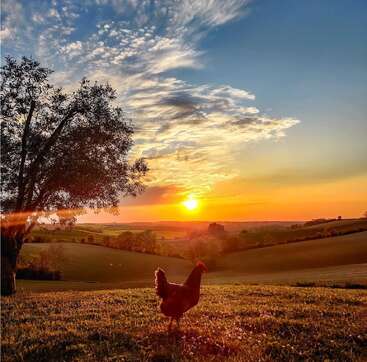 Ein Huhn steht bei Sonnenaufgang auf einer Wiese mit orangefarbenem Himmel, schönen Wolken, sanften Hügeln und einem Baum in der Nähe, der sanfte Schatten wirft. Friedliche Landschaft.