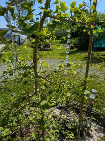 Sunlight filters through bright green leaves, reflecting off hanging crystal beads. A garden surrounds the young tree, with a woven fence, lush grass, and distant greenhouse.