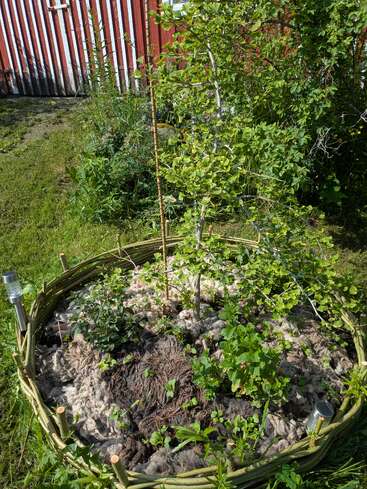 A round raised garden bed with young plants and mulch, surrounded by a woven fence, standing on grass with a red and white striped building behind.