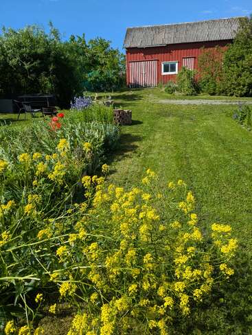 A bright summer day with a red barn, lush green grass, yellow wildflowers, a garden path, garden chairs, and trees under a vivid blue sky.