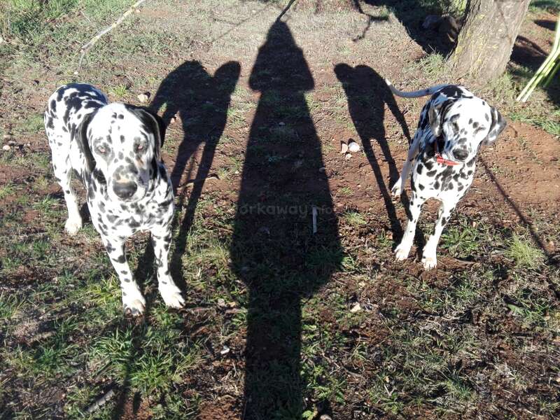 La imagen representa a dos perros dálmatas de pie sobre la hierba, con sus sombras proyectadas en el suelo detrás de ellos, probablemente tomada durante el día.