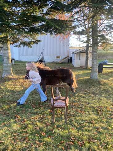 A blonde girl is leading a dark brown pony past a wooden chair on a grassy, leaf-strewn yard with trees and white buildings in the background.