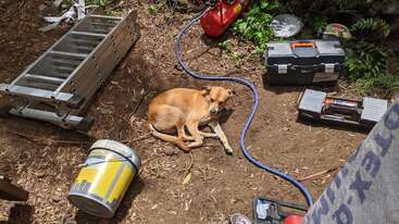 Un chien brun est couché sur de la terre, entouré d'outils, d'une échelle, de seaux, d'une boîte à outils et d'un tuyau bleu dans un espace de travail extérieur éclairé par le soleil.