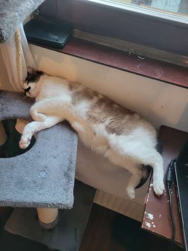 Eine entspannte Katze liegt ausgestreckt auf einem Kratzbaum in der Nähe eines Fensters und schläft. Ihr Körper erstreckt sich bis auf einen Schreibtisch neben einem Laptop, und sie sieht sehr gemütlich aus.