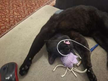 A black cat lies belly-up on a couch, playfully tangled in a white cord, holding a purple knitted toy mouse, near a computer mouse.