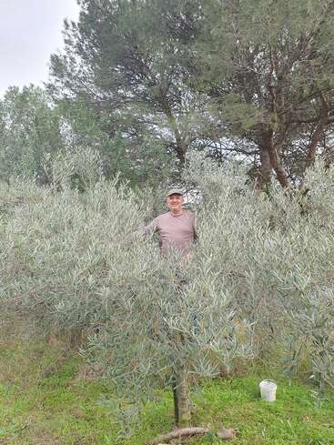 Un hombre posa sonriente entre frondosos olivos en un campo verde, rodeado de naturaleza. Hay un cubo blanco sobre la hierba y, detrás, se alzan árboles altos.