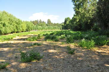 A sunny field with scattered green shrubs and patches of dry soil, surrounded by dense trees on both sides under a clear blue sky. Peaceful scenery.