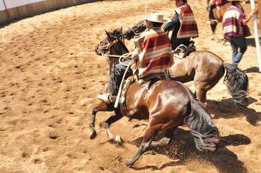 Two riders wearing traditional ponchos and hats are riding horses briskly on a dirt arena, participating in a Chilean rodeo event with dynamic movement.